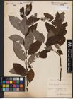 Foto von Salix caprea L. x Salix silesiaca Willd.